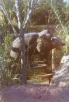 Ursine threat